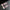 Viva Latina  | Pearl Blossom